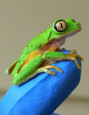 Lemur Leaf Frog