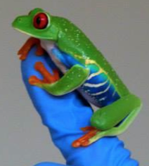 Red-Eyed Tree Frog