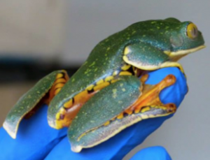 Splendid Leaf Frog