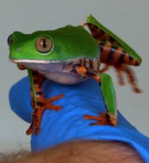 Tiger-Legged Monkey Frog