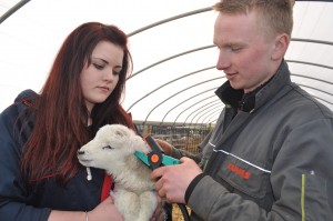 Callum Pitchford and Laura Bellis fit an EID tag to a lamb