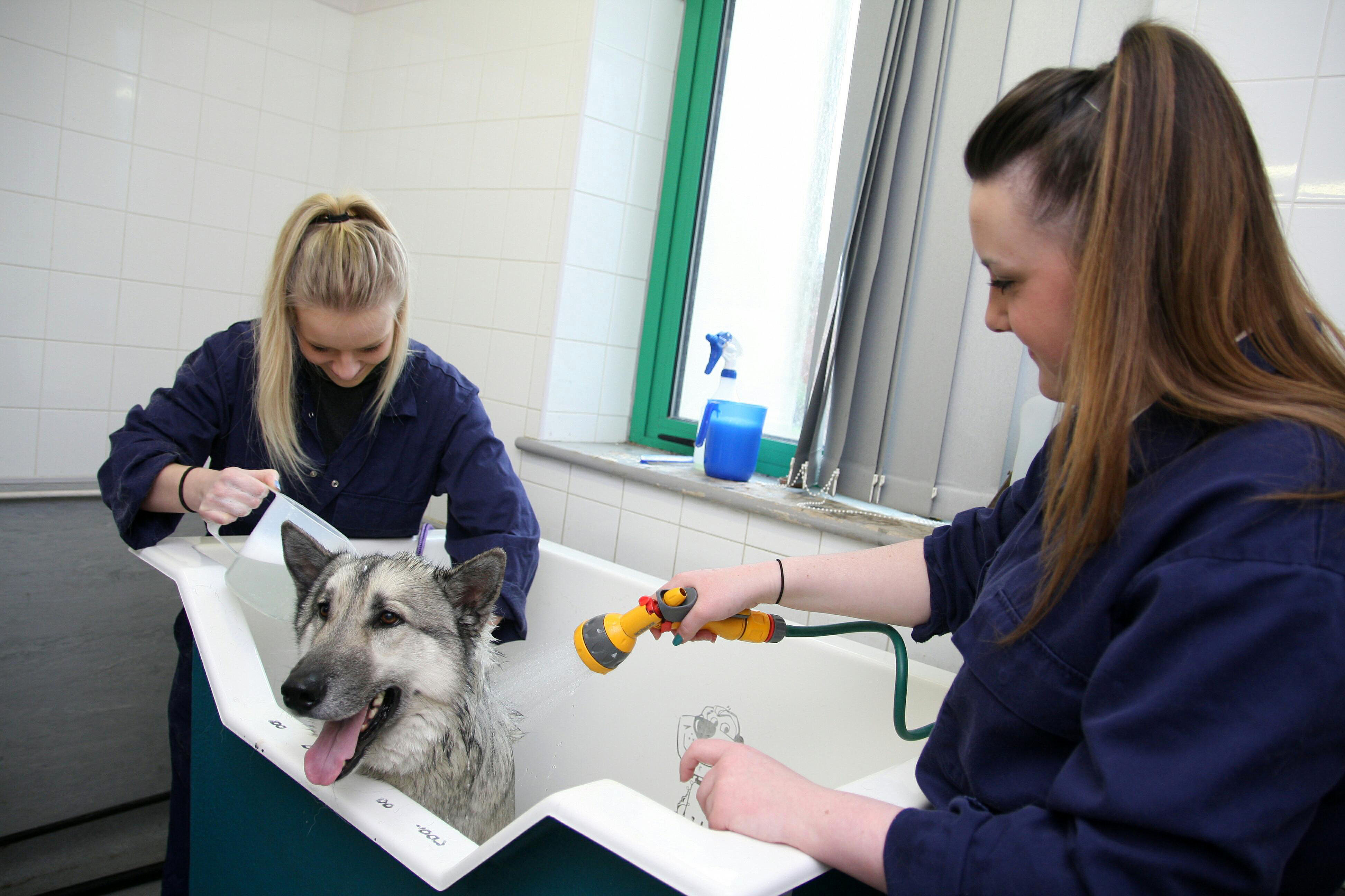 Page 16 - Animal Care - Reaseheath College