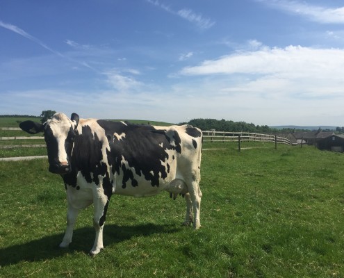 Baby the cow 