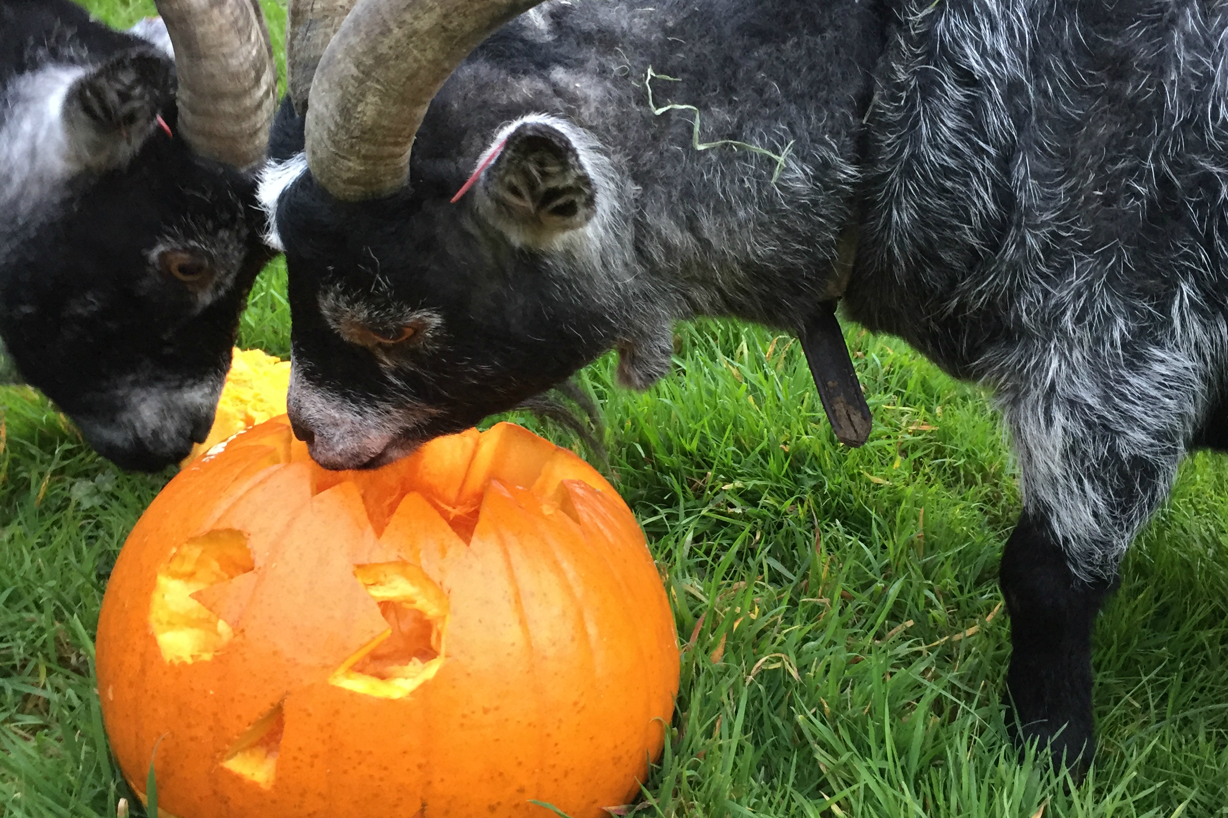 goats-eating-pumpkin - Reaseheath College