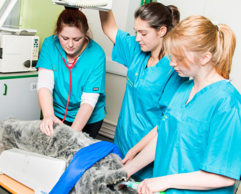 Veterinary Nursing - Reaseheath College