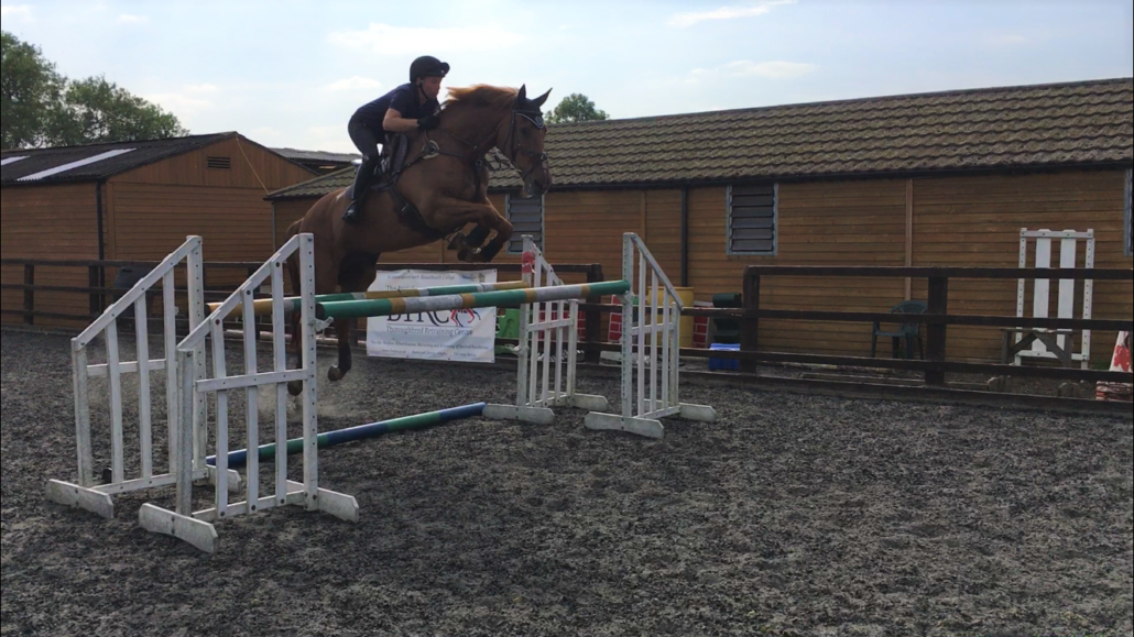 Equestrian Centre horse 3 Reaseheath College