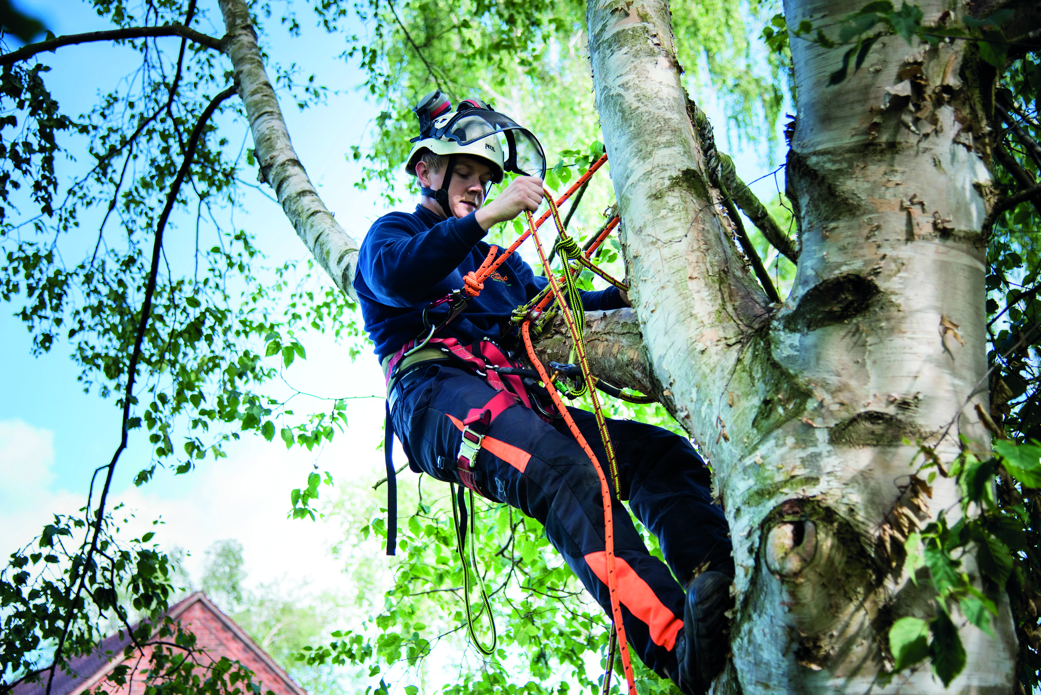 Level 2 Certificate of Competence in Felling Small Trees up to