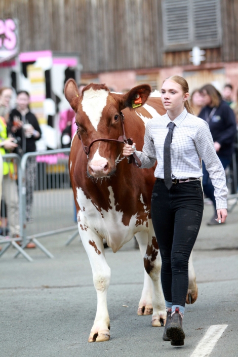 Family Fesartival Cattle Show