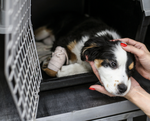 animal rescue