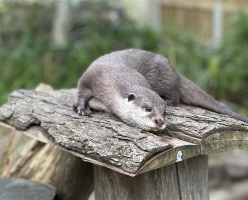 Asian short clawed otter