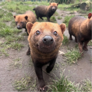 Bush dogs