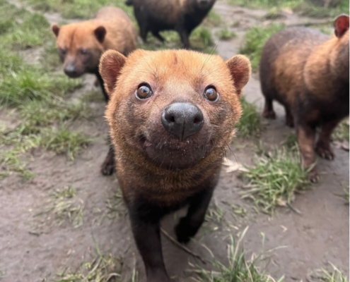 Bush dogs Bush dogs