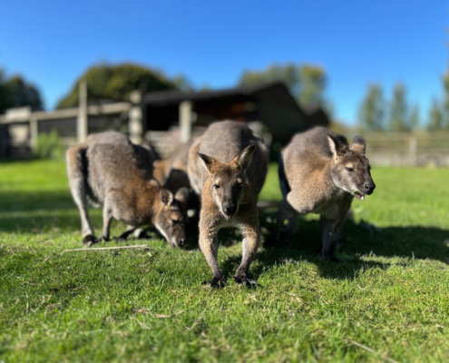 Wallabies