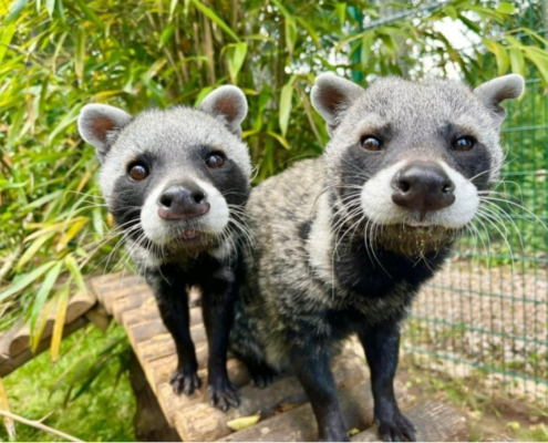 Civets