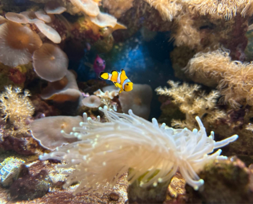 Clownfish