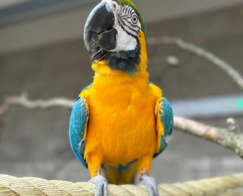 Gold and blue macaw