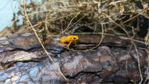 Golden mantella