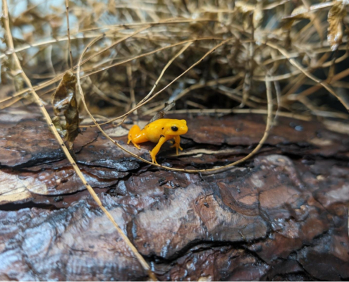 Golden mantella