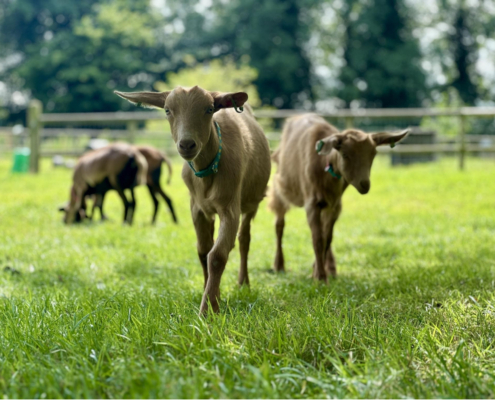 Pygmy goats