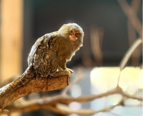 Pygmy marmoset